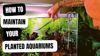 PLANTED AQUARIUM MAINTENANCE ON X3 60CM/2FT TANKS | AQUASCAPING