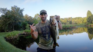 Topwater Fishing for Huge Bass!