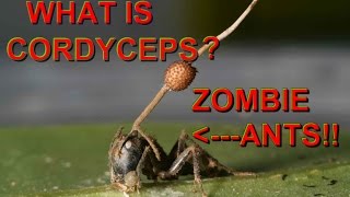 What is Cordyceps ?