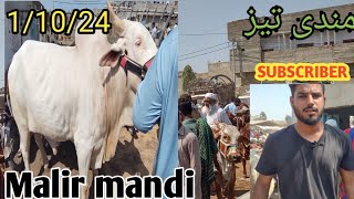 malir mandi update mid range ka maal ajj ke rate bht high #mashallahgoatfarmawadh