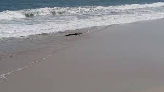 Alligator in the surf at Pawleys Island, South Carolina.