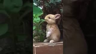 Cute rabbit baby 😍 #shorts #rabbit #shortsvideo #short