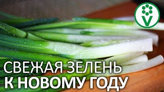 ЗЕЛЕНЬ ЛУКА БЕЗ ЗЕМЛИ И ПОДСВЕТКИ! Свежая зелень к праздничному столу