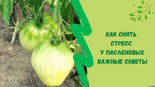 ☝🍅Как снять стресс у пасленовых