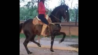 Treinamento de cavalo Bailador Caballo Espanhol