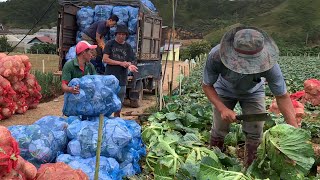 Thu hoạch BẮP CẢI Đà Lạt.