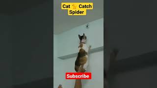 Cat🐈Catch 🕷️ #animals #shorts#reels #youtubeshorts #ytshorts #viral #awwanimals #cat #spiderman