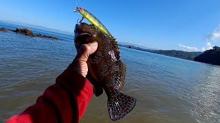 pescando cabrilla con minnow bomber ¡sabia que era cabrilla! #pezcabrilla #pezmerochino