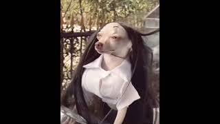 Pari hu mai .  #dog #dogs #doglover #animals #queen #cute #pari #memes #funny #hair #style #fashion