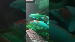 ikan koi 02 Februari 2024 #shortsvideo #ikanhias #ikan #ikankoi