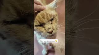 Спасение рыжего 🐱 кота Мейн-куна. часть 2 (продолжение).