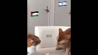 Israel vs Palestine if the countries were cats