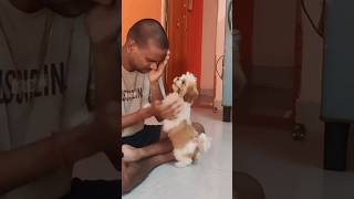 அழறவங்கள சமாதானம் பண்றா.இவ அன்புக்கு அளவே இல்ல#doglover #pets #shihtzu #puppy #petowner #song #dog