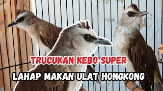 BERI PAKAN TRUCUKAN KEBO PAKAI ULAT HONGKONG SAMPE 14 EKOR biar gacor dor 🤣🙏🙀