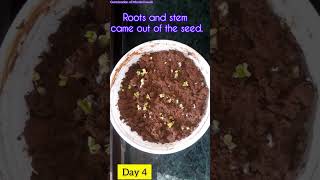 Fastest growing seeds | Seed germination | school project | #science  #germination  #shorts