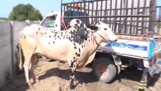 Exciting Bull Racing | Experience Pakistani Culture #Excitingbullracing #traditionalsports