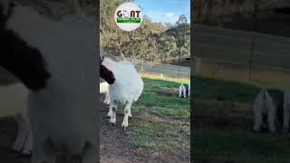 Boer Goats #goat #sheep