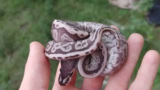 GHI Mojave Acid Spider possible Black pastel ball python!