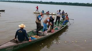 Pesca do Pirarucu Manejado no Estado do Amazonas