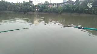 mancing wader kali surabaya