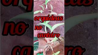 Como plantar orquídeas em canteiros?#parte1