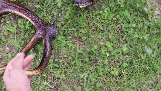 COARNE DE CERB CARPATIN 2019 COLECTIE  DE PODOABE ALE NATURI