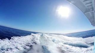 360 Degree Video Dolphins following our boat... and then that happened!