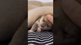 The little lazy to wake up #trending #viralvideo #animals #dog #doglover #pets #shiba #puppy