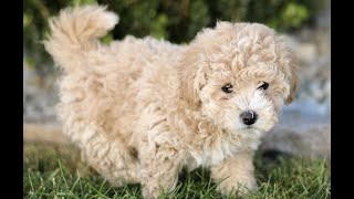 Bichpoo Puppies for Sale