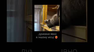 #videoshort #любов #психолог