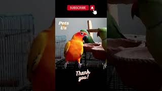 #shorts #parrot #funnyparrot 🤣funny sun conure parrot dancing