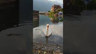 Iseltwald Switzerland - Brienz Lake - Interlaken Camping #shorts