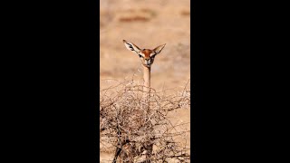 Gerenuk in Kenya #shorts