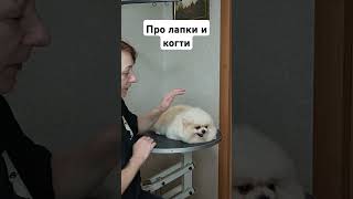 Про лапки и когти #собака #когти