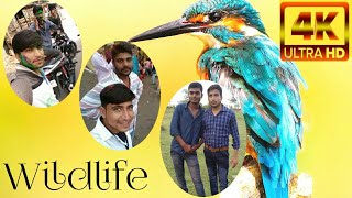 friendship status with wildlife || 8K Wild animals collection || wildlife HDR Video !!