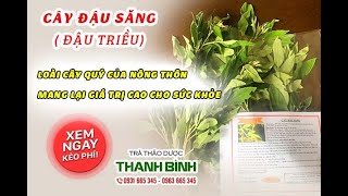 Cây Đậu Săng - Địa chỉ bán cây đậu săng tại TPHCM chất lượng và giá tốt nhất