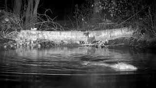 Beaver brings a handful and a mouthful of mud!