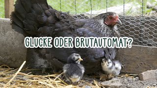 🐔 Glucke oder Brutautomat? Nicht jedes Huhn will und kann brüten 🐤🐣🐥