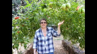 Straw Bale Garden Tour