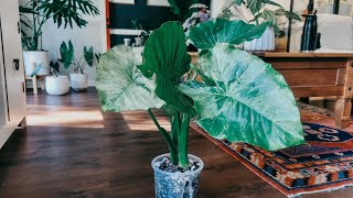 Nature's Farm Alocasia Dawn. Variegated Tropical Plant. New Plant For My Urban Jungle.