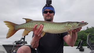 Muskies - Early July