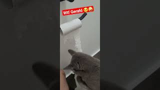 Gerald walks in and means business #catsoftiktok #cats #cat #wtf #toilet #funny