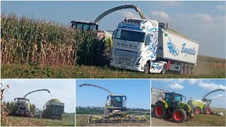 Trinciatura Mais 2024 #1 / Corn Silage