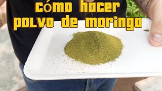 cómo hacer polvo de moringa. fácil  #shortsfeed #viral #viralvideo #shortvideo #shortsviral