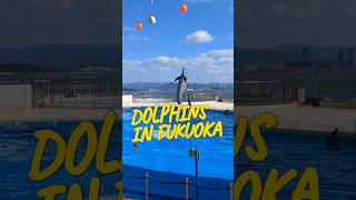 "Fukuoka Aquarium's Enchanting Dolphin Spectacle!" #shorts #japan #aquarium