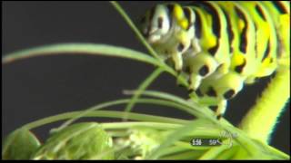 WCAX Caterpillar Day Preview PKG 7/12/13