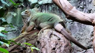 Gradina Zoologica din Berlin-Zoo Berlin- Zoologische Garten Berlin