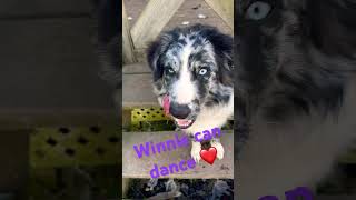 #dog #puppy #adorable #cute #viral #shorts #youtube #youtubeshorts #shortvideo #viralvideo #viralvid