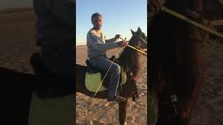 ركوب الخيل وحل لمشكلة التدفيع او الجري السريع عند الخيل