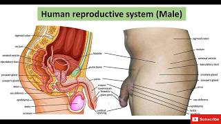 Male Reproductive System | How do Organisms Reproduce | IMPORTANT Topic For Board Exam